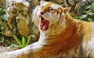 Fondo de pantalla de Golden tiger