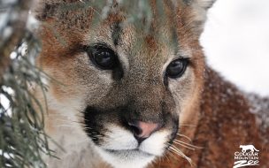 Fondo de pantalla de The cougar