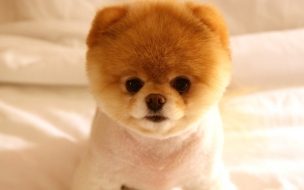 Fondo de pantalla de Cute dog boo