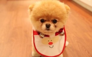 Fondo de pantalla de Cute dog christmas