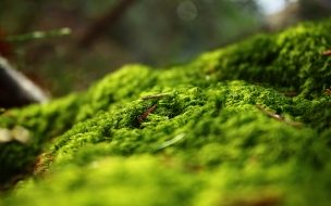 Fondo de pantalla de Forest springtime