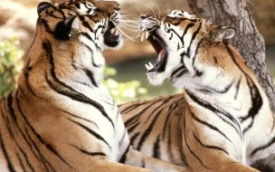 Fondo de pantalla de Bengal tigers