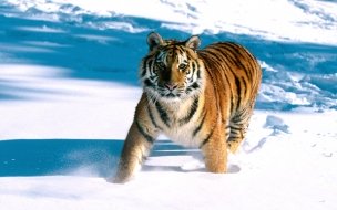 Fondo de pantalla de Majestic grace siberian tiger