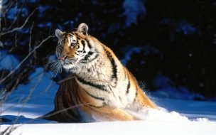 Fondo de pantalla de Wintery scuddle siberian tiger normal
