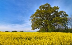 Fondo de pantalla de Swedish fields