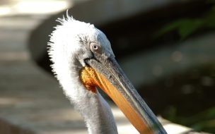Fondo de pantalla de Cabeza de Pelicano