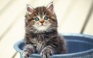 Fondo de pantalla de Fondo de pantalla gatito en una tina