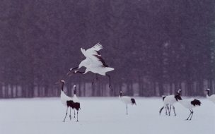 Fondo de pantalla de Aves en Invierno
