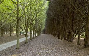 Fondo de pantalla de Camino Hermoso con Arboles