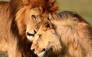 Fondo de pantalla de Fondo de pantalla leon y su pareja