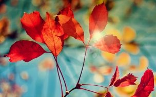 Fondo de pantalla de Glare of autumn