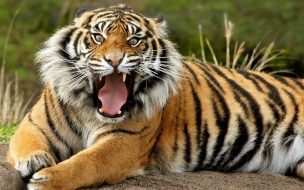Fondo de pantalla de Fondo de pantalla tigre viejo enojado