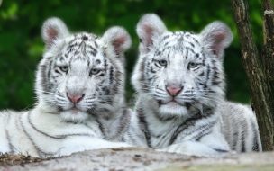 Fondo de pantalla de Fondo de pantalla tigres blancos