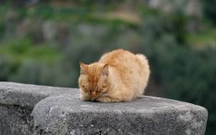 Fondo de pantalla de Fondo de pantalla gato cafe dormido