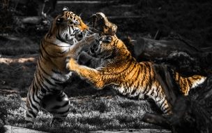 Fondo de pantalla de Fondos de pantalla tigres jugando