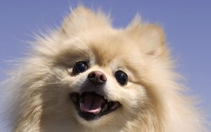 Fondo de pantalla de Fondo de pantalla de perrito