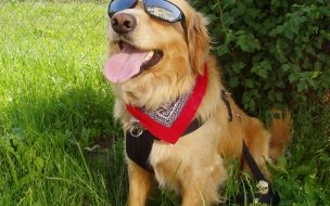 Fondo de pantalla de Fondo de pantalla de perro con gafas