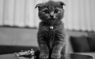 Fondo de pantalla de Wallpaper de Gatito