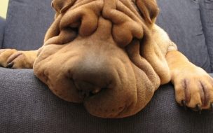 Fondo de pantalla de Wallaper de perrro arrugado y durmiendo