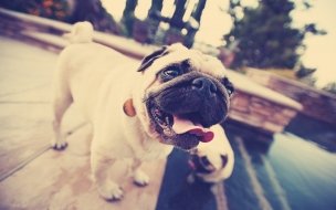 Fondo de pantalla de Wallpaper de hermoso Perrito