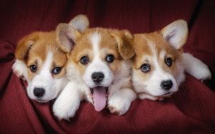 Fondo de pantalla de Wallaper de tres perrritos bien despiertos