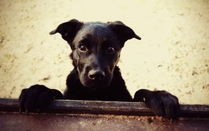 Fondo de pantalla de Fondo de pantalla de Perro Negro Mirando