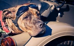 Fondo de pantalla de Wallaper Perro Piloto