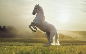 Fondo de pantalla de Fondos de pantalla de Caballo