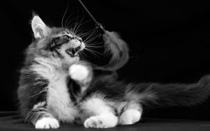 Fondo de pantalla de Gato Jugando