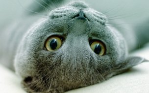 Fondo de pantalla de Animal Free Cat Wallpaper