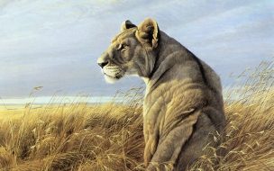 Fondo de pantalla de Fondo de pantalla puma gris