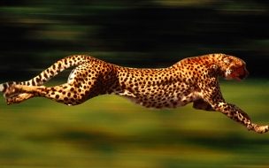 Fondo de pantalla de Running Cheetah Animal Picture