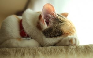 Fondo de pantalla de Fondo de pantalla gato durmiendo