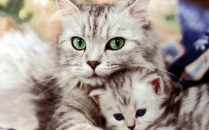 Fondo de pantalla de Cat hugging wallpapers