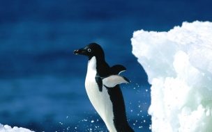 Fondo de pantalla de Fondo de pantalla de pinguino solitario