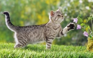 Fondo de pantalla de Fondo de pantalla gato ocioso