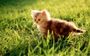 Fondo de pantalla de Fondo de pantalla gatito en cesped curioso