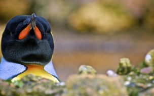 Fondo de pantalla de Fondo de pantalla de pinguino real