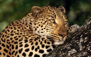 Fondo de pantalla de Fondo de pantalla leopardo pensando