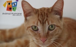 Fondo de pantalla de Fondo de pantalla gato cafe