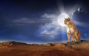 Fondo de pantalla de Fondo de pantalla puma
