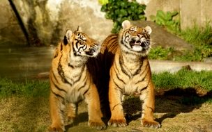 Fondo de pantalla de Fondo de pantalla tigres caminando