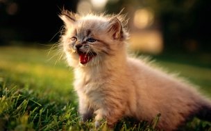 Fondo de pantalla de Fondo de pantalla gato maullando