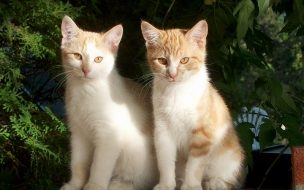 Fondo de pantalla de Fondo de pantalla gatos mirando