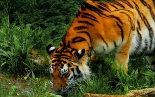 Fondo de pantalla de Fondo de pantalla tigre tomando agua