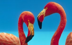 Fondo de pantalla de Fondo de Pantalla con Flamencos