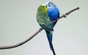 Fondo de pantalla de Fondo Pantalla Loros