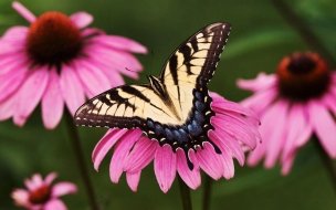 Fondo de pantalla de Mariposa Con alas manchadas