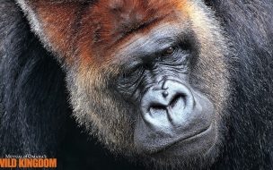 Fondo de pantalla de Imagen de Gorilla Pelicula Wild Kingdom