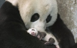 Fondo de pantalla de Mama panda y su cria